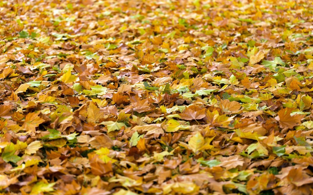 Fall Yard Cleanup | Leaf & Yard Debris Removal Services | Newtown, CT
