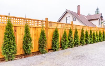 Tree and Shrub Landscape Planting Services in Southbury, CT