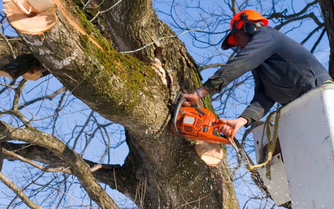 Tree Removal & Stump Grinding Contractors in Newtown, CT